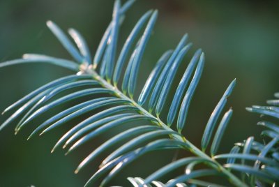Torreya californica- toreja kalifornská - větévka
